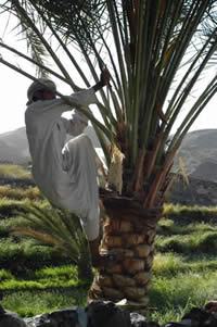 Omani boy climbing a datepalm