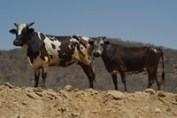 Omani cows in Dhofar